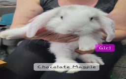 French Lop rabbits for sale: Pure Bred French Lop babies - Image 8