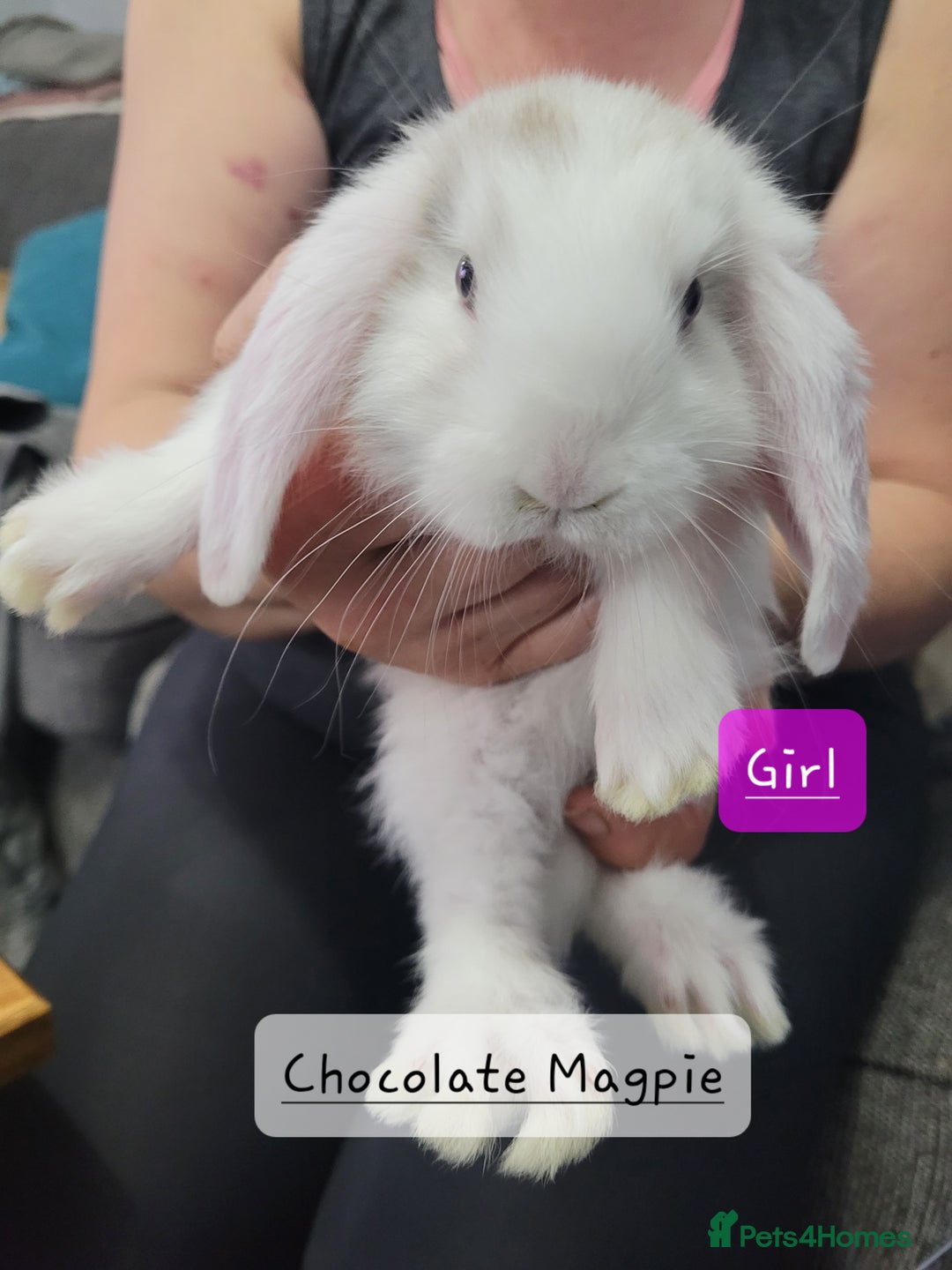 French Lop rabbits for sale: Pure Bred French Lop babies - Image 8