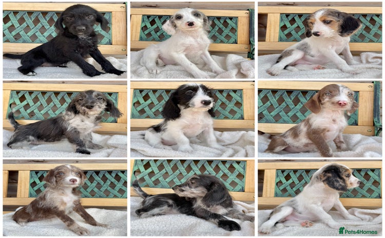Mixed Breed dogs in Rhayader - Advert 2