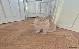 British Shorthair cats for sale: Aura.  - Image 3