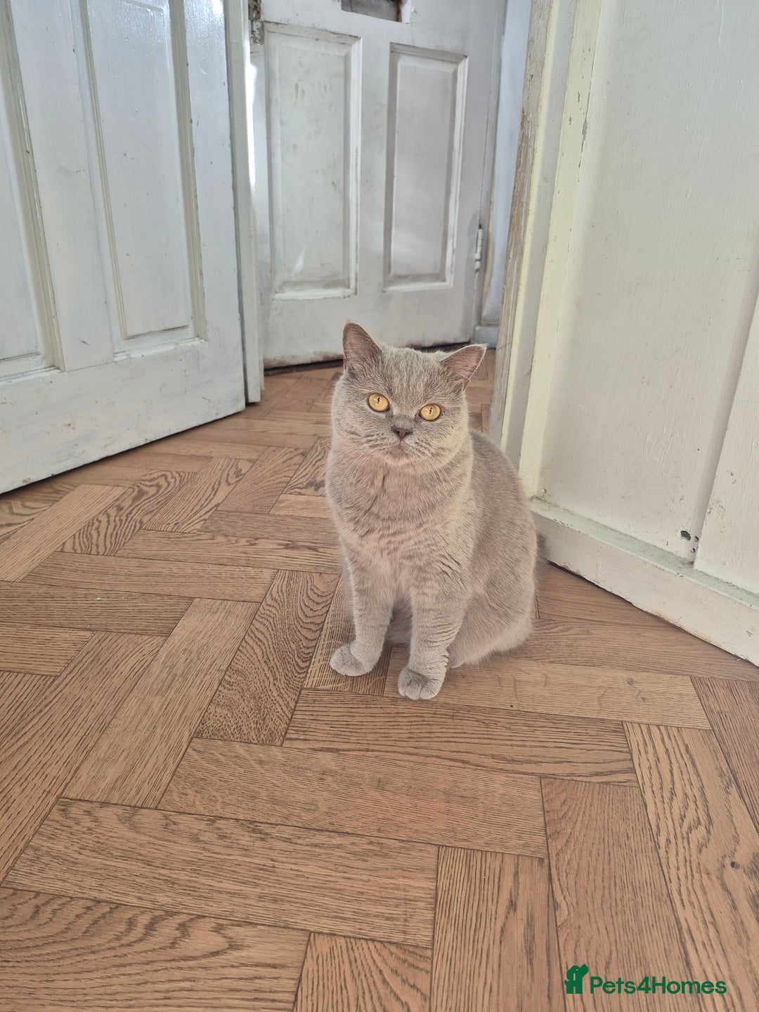 British Shorthair cats for sale: Aura.  - Image 3