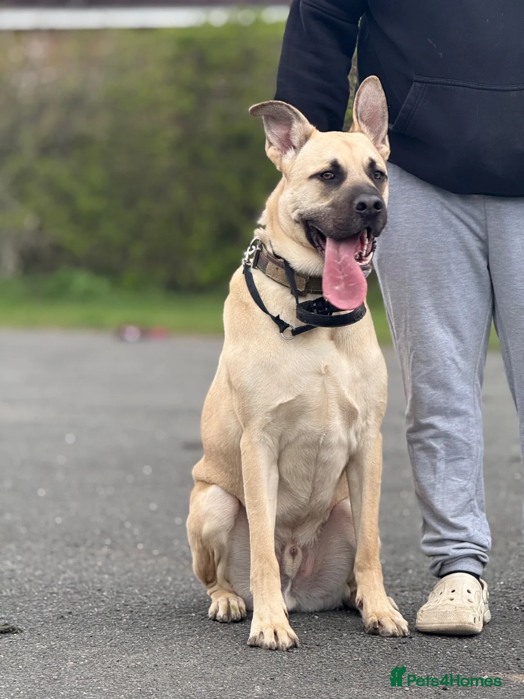 Mixed Breed dogs for sale: DAVE  in Spennymoor - Advert 2