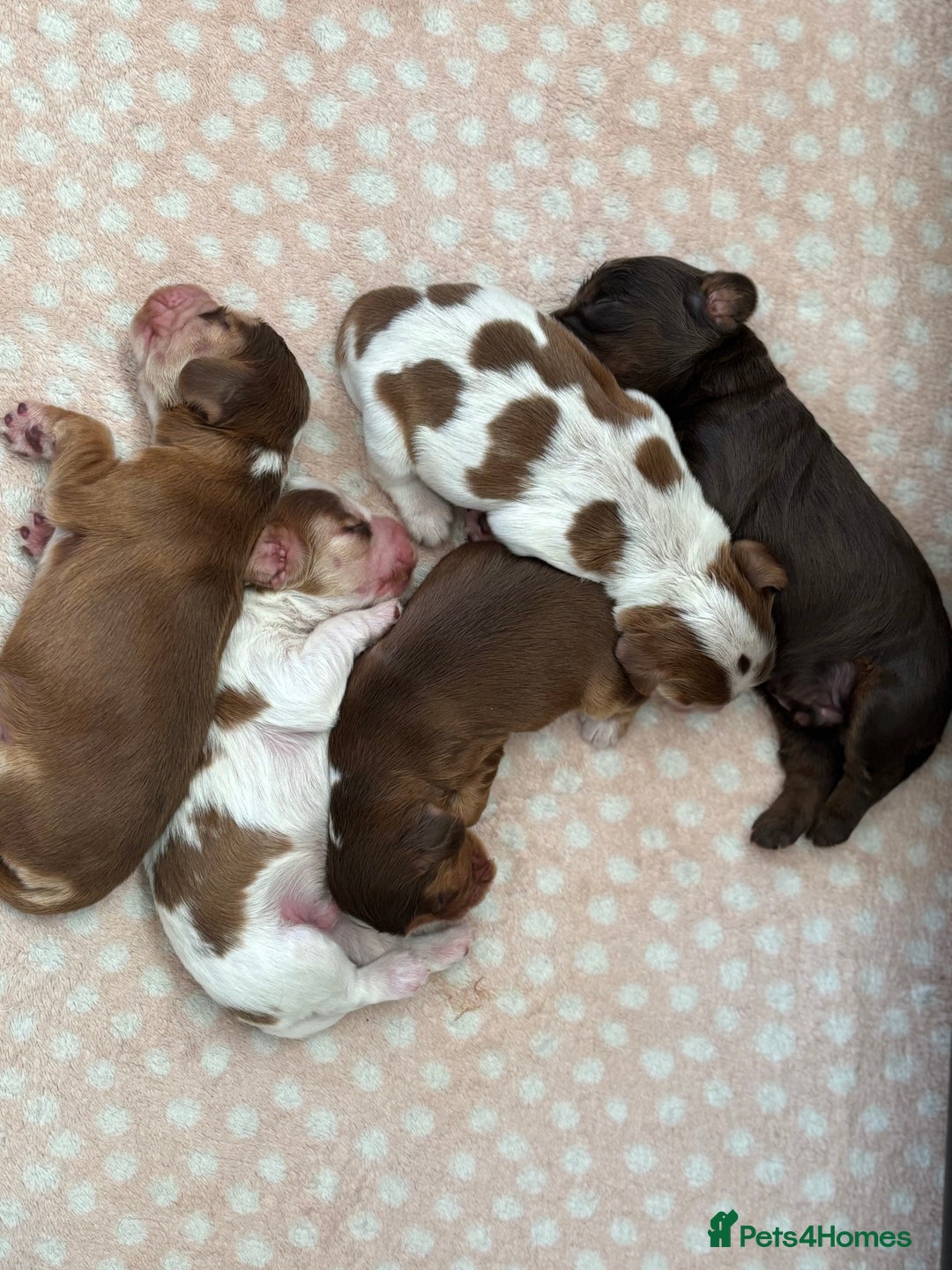 Cocker Spaniel dogs for sale: 🐶 Health-Tested Show-Type Cocke Spaniels 🐶 - Image 2