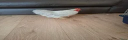 Chickens poultry for sale: Lavender pekin bantam - Advert 3