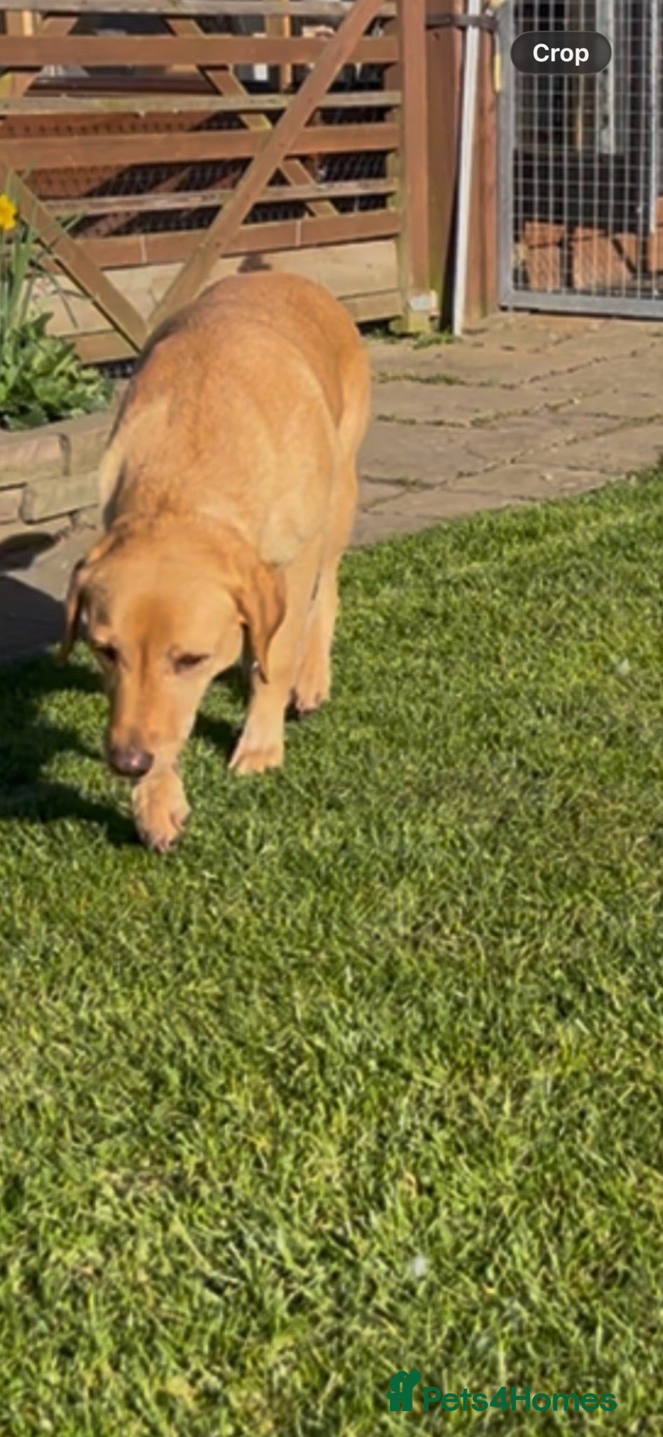 Mixed Breed dogs Lurcher cross Labrador puppies - Advert 4