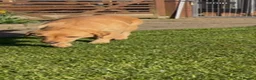 Mixed Breed dogs for sale: Lurcher cross Labrador puppies - Advert 1