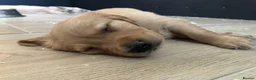 Golden Retriever dogs for sale: KC Reg Dark Red Golden Retriever-100% DNA Tested - Advert 29