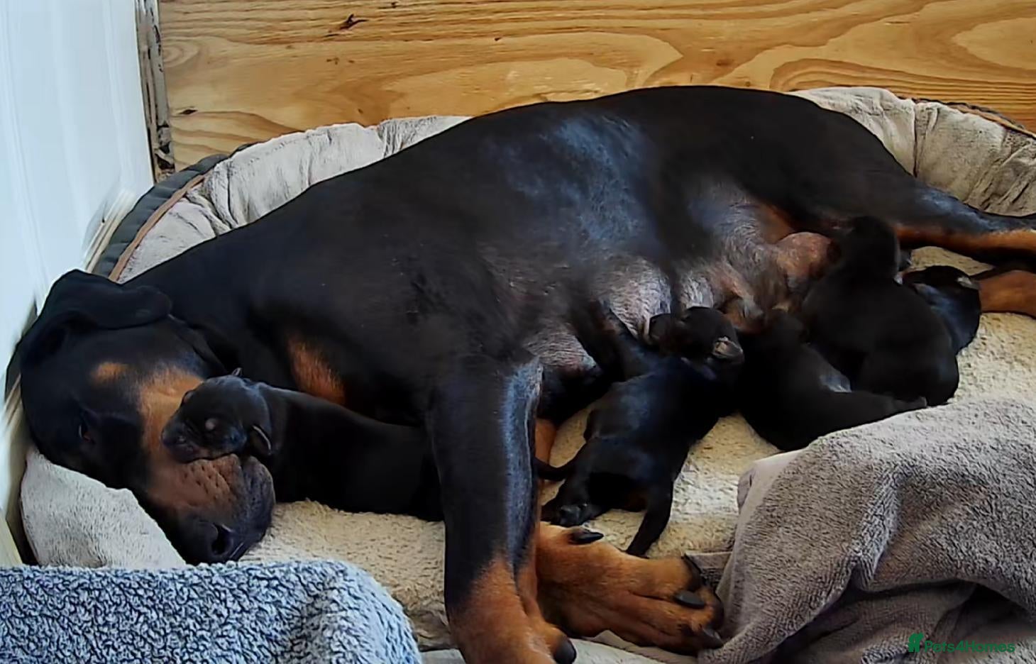 Dobermann dogs Ready today for new homes!!! 3boys left🐕 - Advert 2