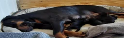Dobermann dogs for sale: Ready today for new homes!!! 3boys left🐕 - Advert 2