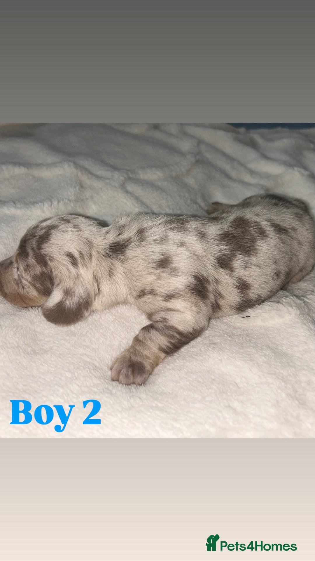Dachshund dogs for sale: 🐾 Purebred Dachshund Puppies for Sale! 🐾 - Advert 24