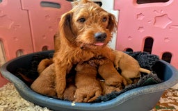 Labradoodle dogs for sale: F1B Red Miniature Labradoodles  - Image 7