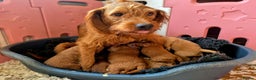 Labradoodle dogs for sale: F1B Red Miniature Labradoodles  - Advert 7