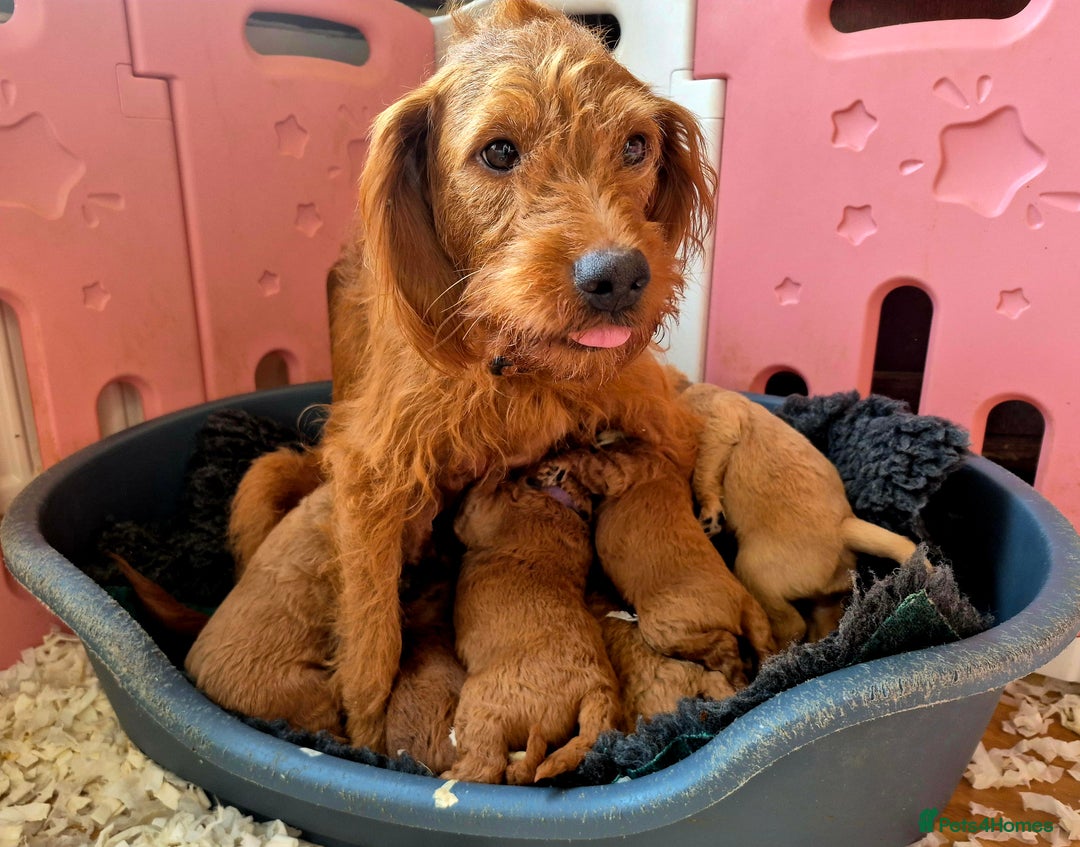 Labradoodle dogs for sale: F1B Red Miniature Labradoodles  - Image 7