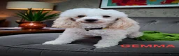 Toy Poodle dogs for sale: Toy Poodles, Half Asian in Norfolk - Advert 4