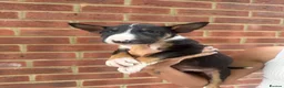 English Bull Terrier dogs for sale: ENGLISH BULL TERRIER PUPPYS - Advert 10