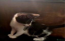 Mixed Breed cats for sale: 3x black and white kittens - Advert 7