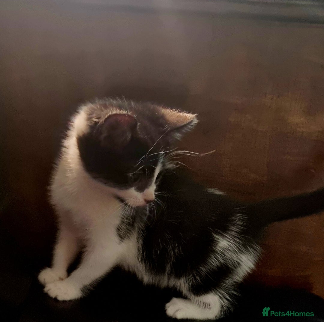 Mixed Breed cats for sale: 3x black and white kittens - Advert 7