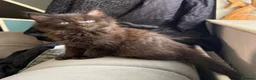 Maine Coon cats for sale: Maine Coon x British shorthair  - Advert 3