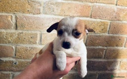 Chihuahua dogs for sale: Chihuahu Puppies - Image 1