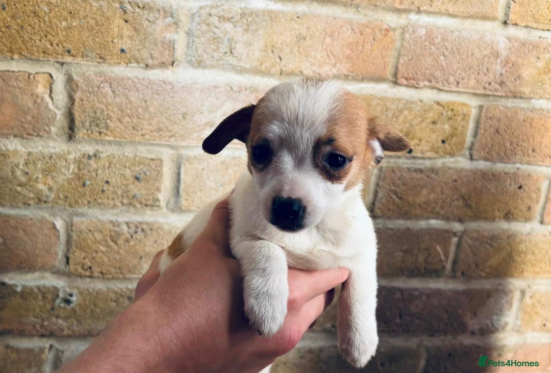 Chihuahua dogs for sale: Chihuahu Puppies - Image 1