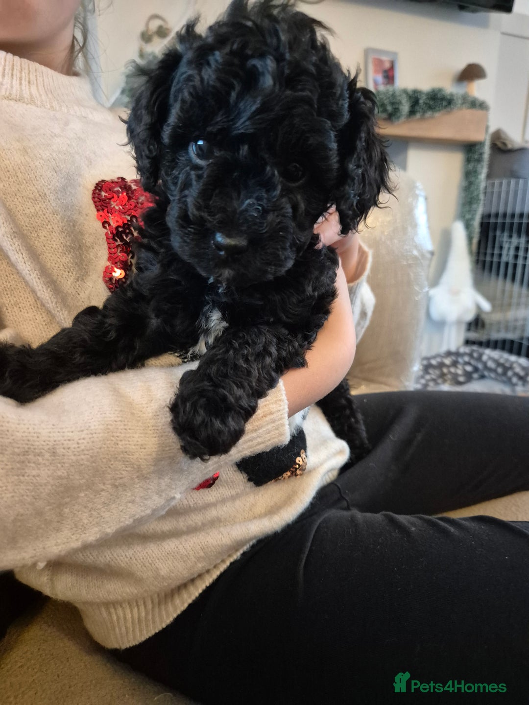 Miniature Poodle dogs for sale: All have been reserved! miniature poodle left - Advert 3