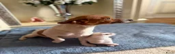 Jack Russell dogs for sale: Jack russell  - Advert 5
