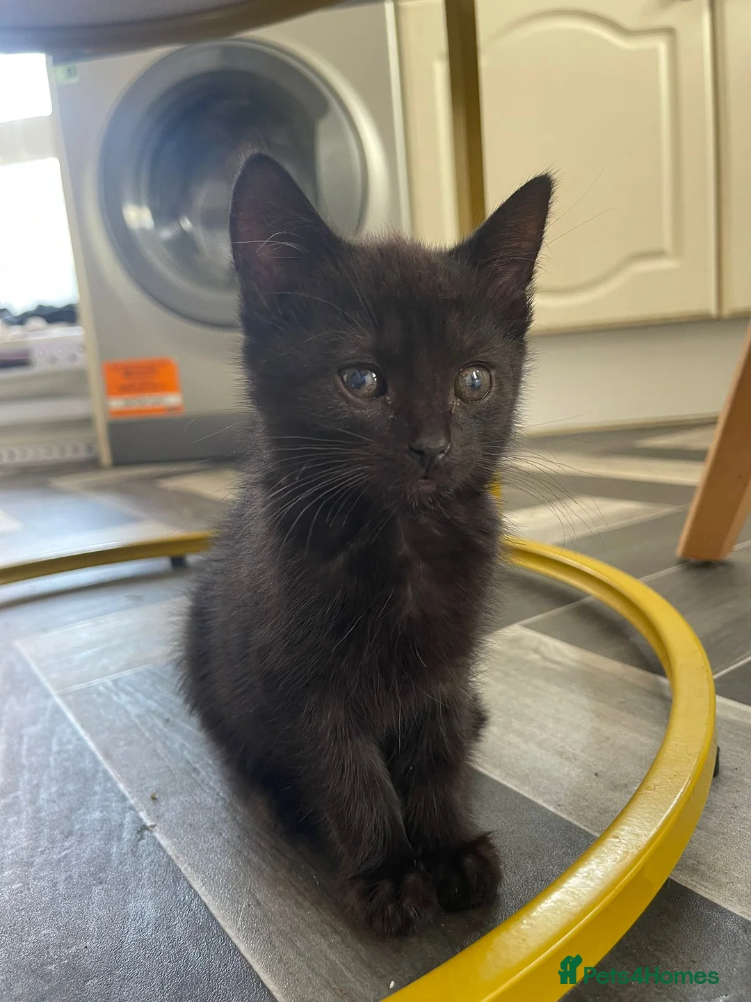 Mixed Breed cats for sale: 3 gorgeous kittens  - Advert 6