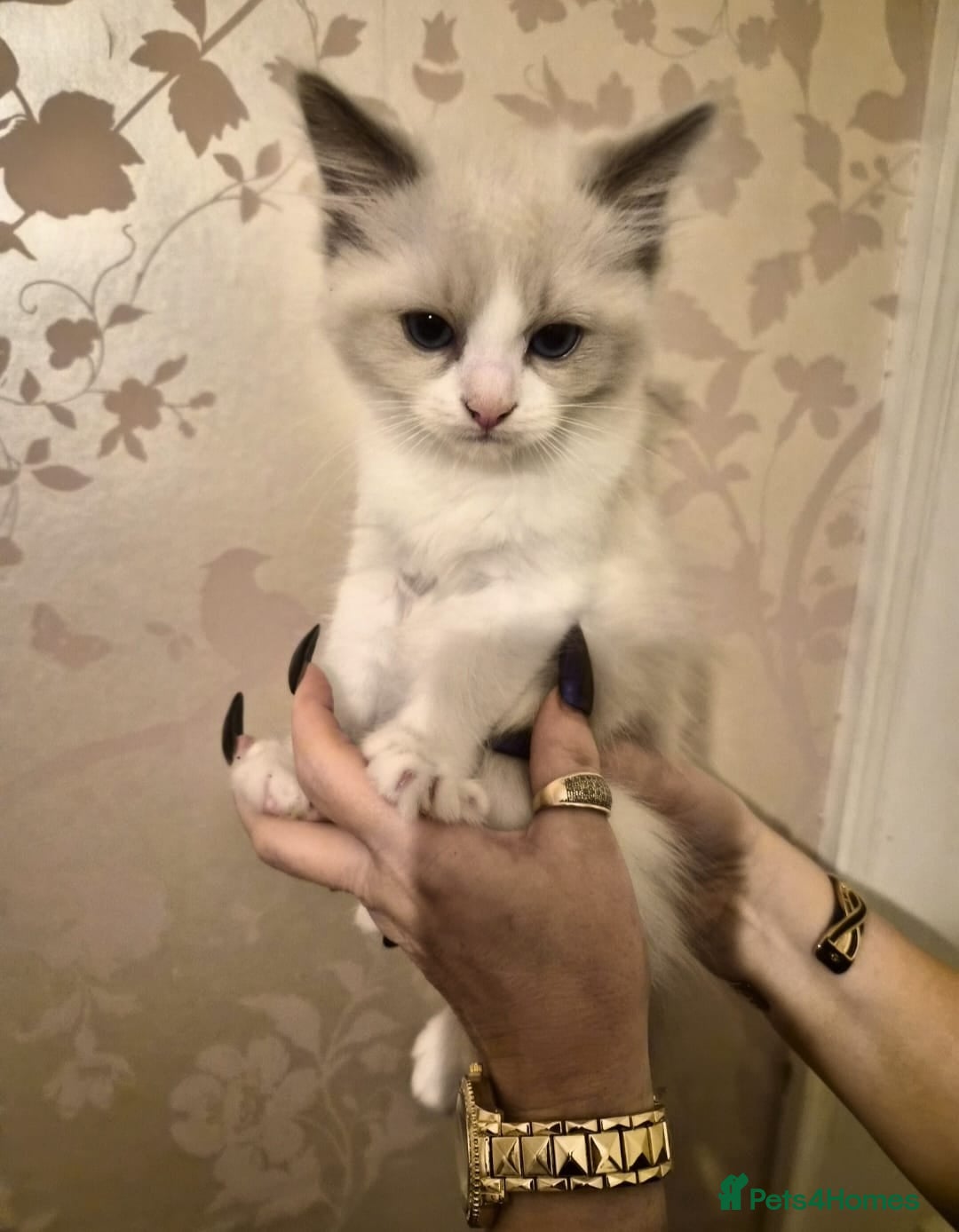Ragdoll cats for sale: Beautiful purebreed Ragdoll kittens - Advert 21