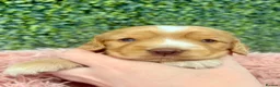 Cocker Spaniel dogs for sale: 🧡🤍 KC REG Show cocker Spaniel puppies for sale - Advert 5