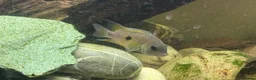 Cichlids fish for sale: Topaz Cichlid  - Advert 4