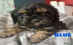 Cavapoo dogs for sale: Stunning F1 Cavapoo Puppies  - Image 4