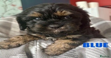 Cavapoo dogs - Advert 11