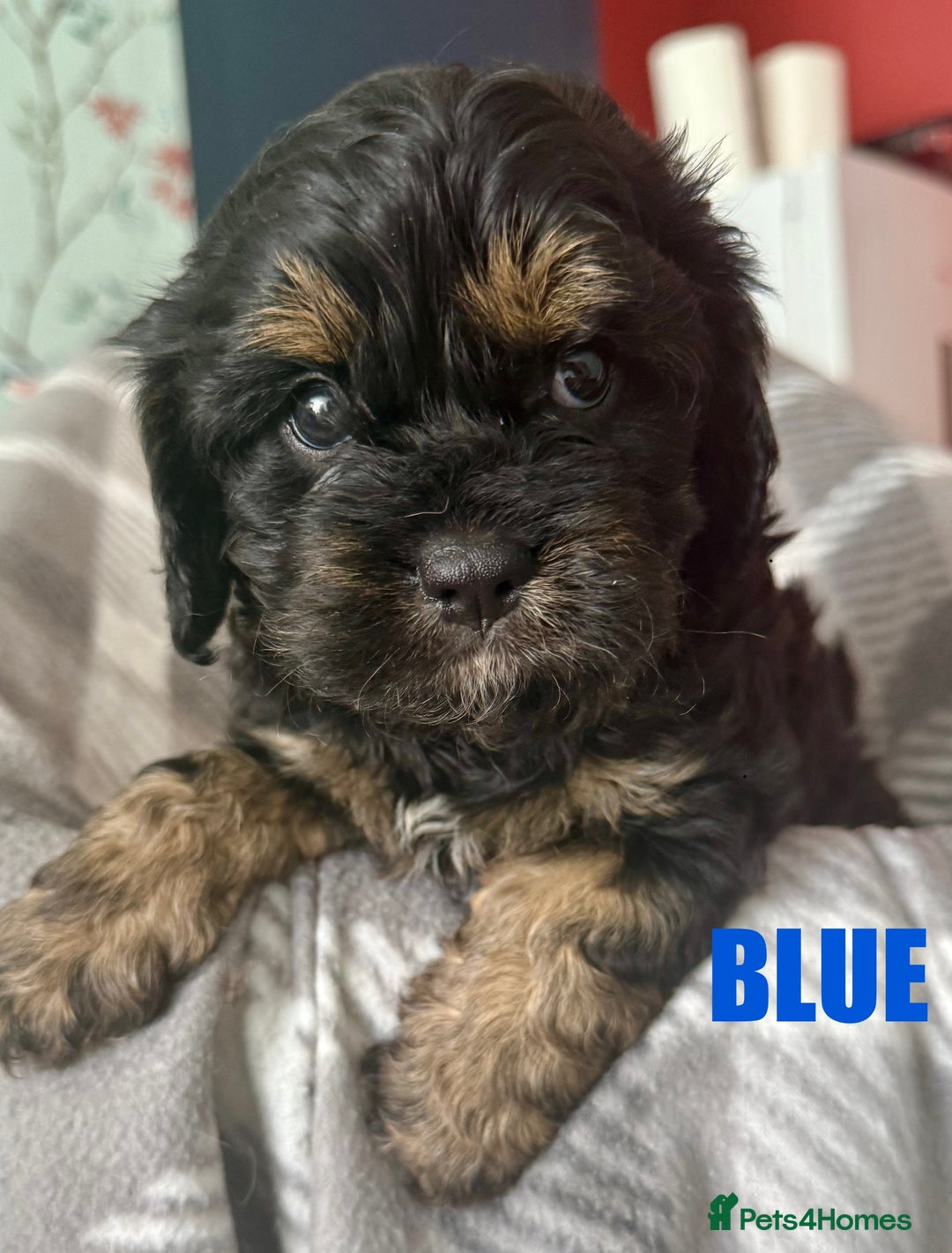 Cavapoo dogs for sale: Stunning F1 Cavapoo Puppies  - Image 4