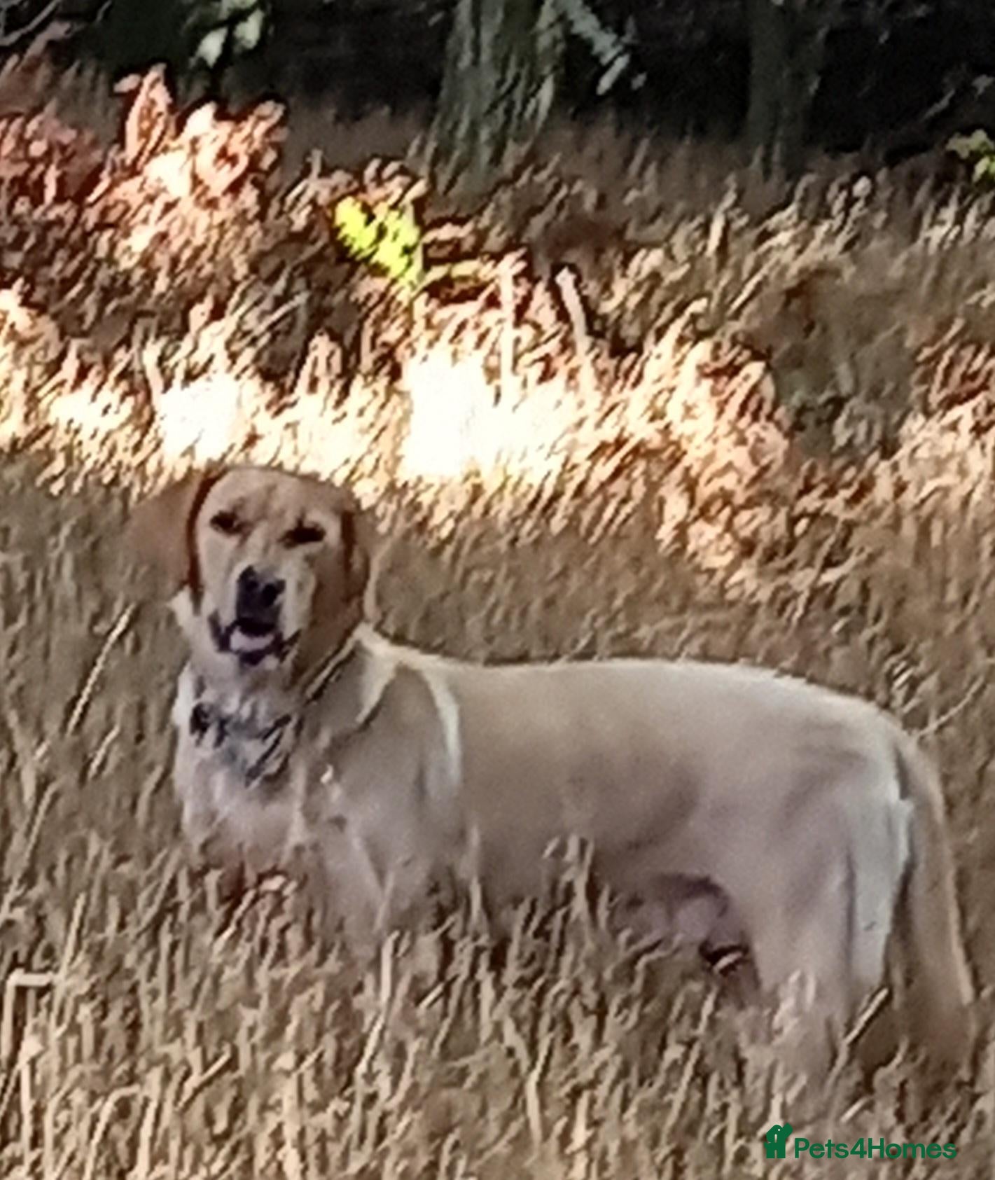 Labrador Retriever dogs  Retriever Ladrador puppies for sale - Advert 5