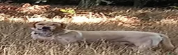 Labrador Retriever dogs for sale:  Retriever Ladrador puppies for sale - Advert 2
