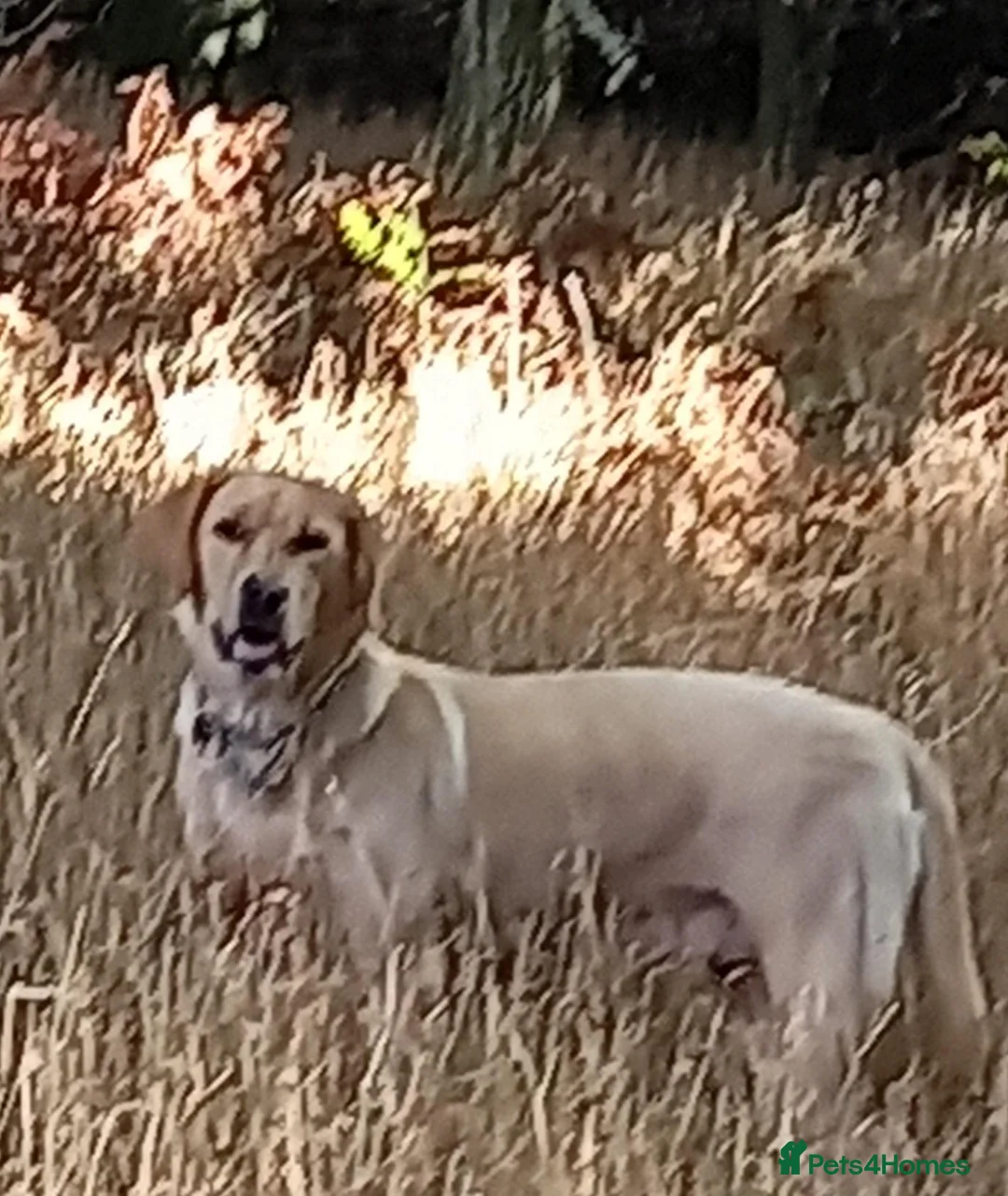 Labrador Retriever dogs for sale:  Retriever Ladrador puppies for sale - Advert 2
