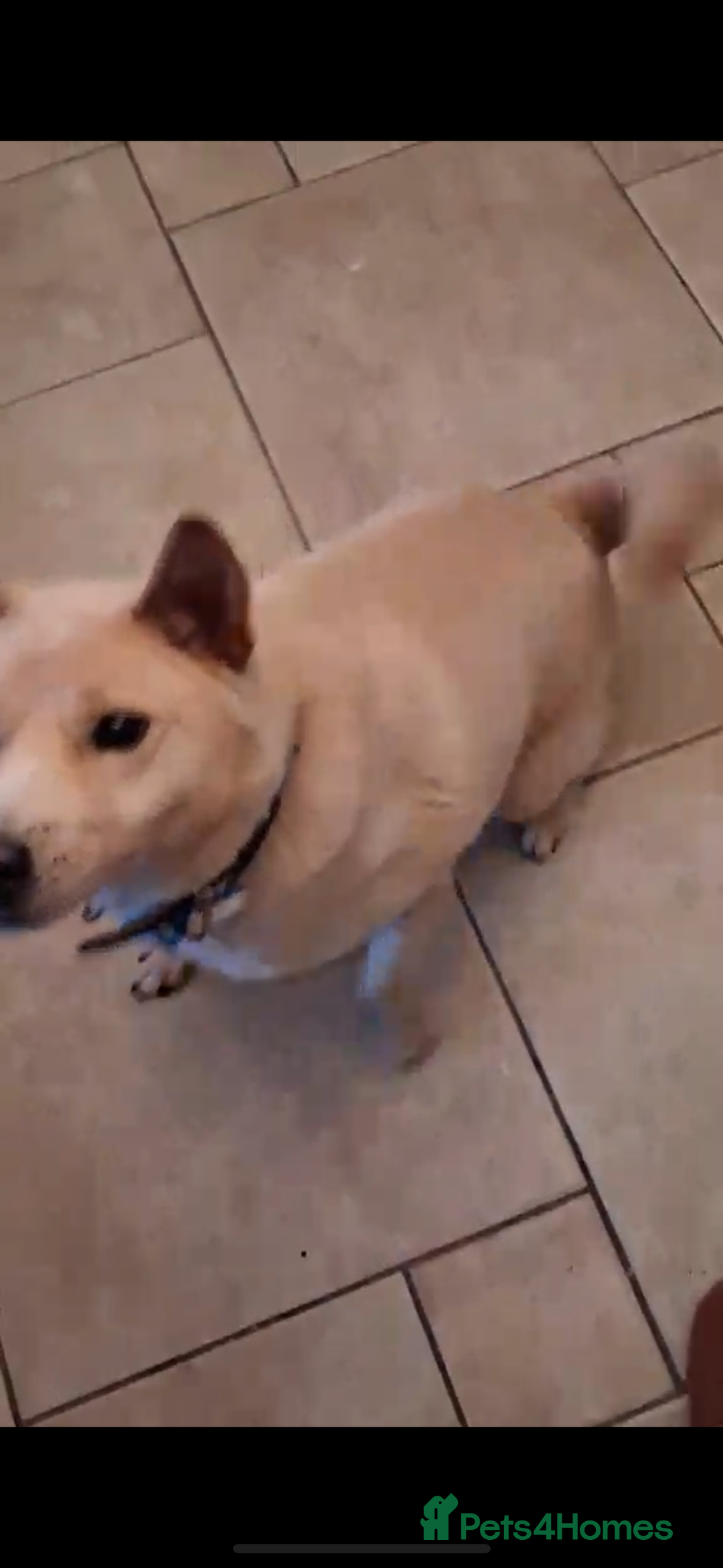 Japanese Shiba Inu dogs for adoption: jimmy 4 shiba mix meat trade survivor in Nottingham - Advert 11