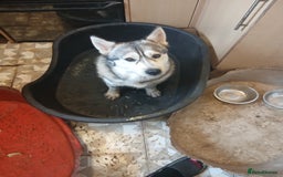 Siberian Husky dogs for sale: Siberian husky female  - Image 1