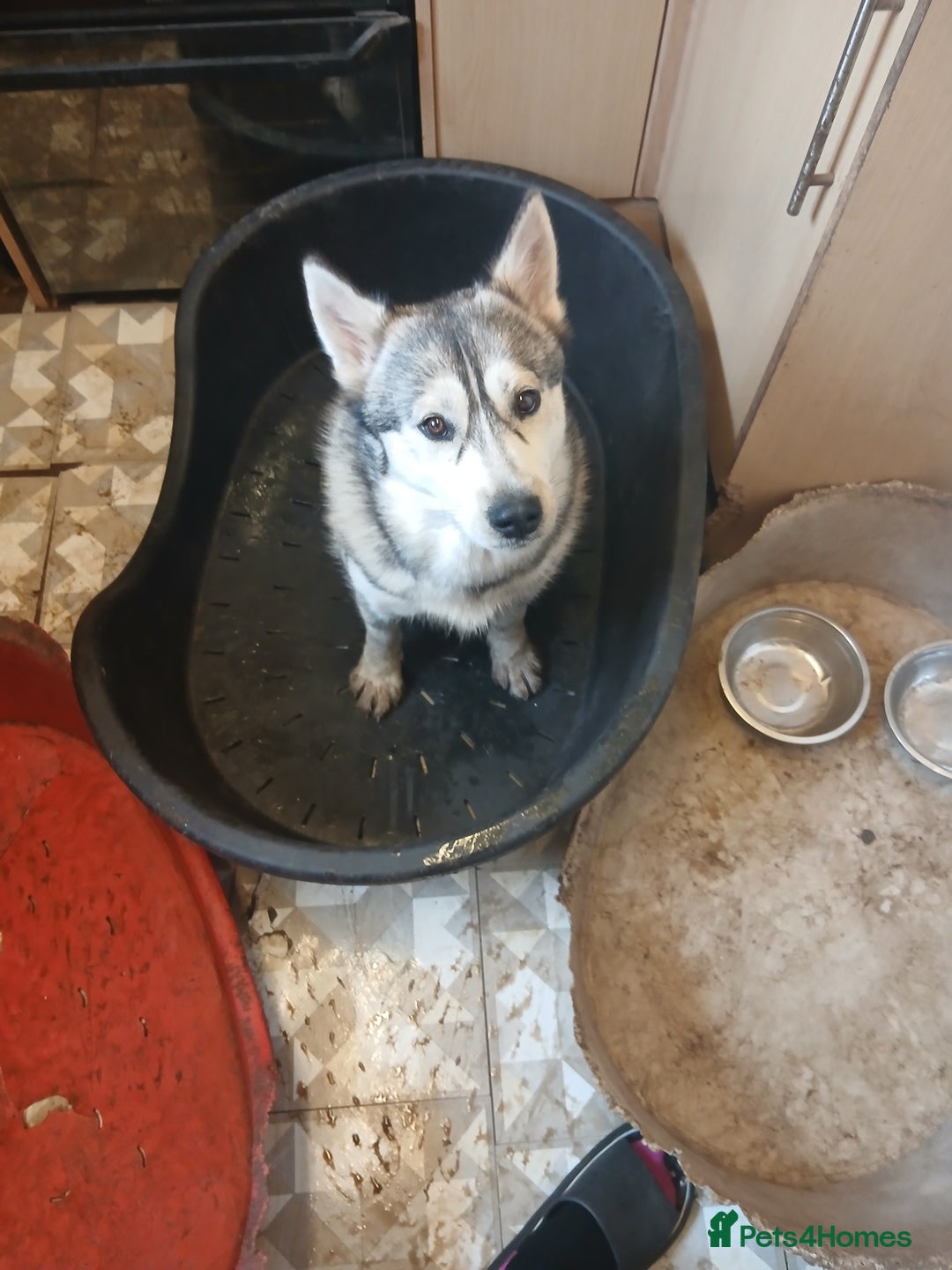 Siberian Husky dogs for sale: Siberian husky female  - Image 1