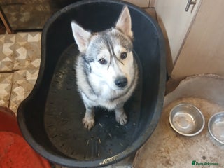 Siberian Husky dogs - Advert 12