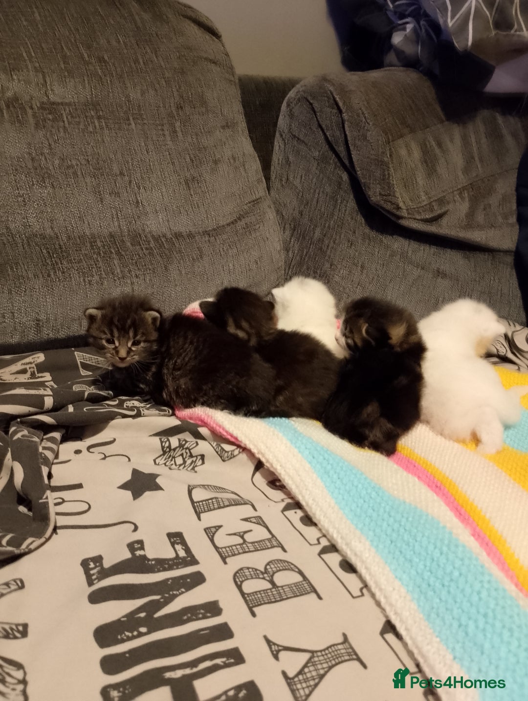 Mixed Breed cats for sale: Late Advertisment  - Advert 6