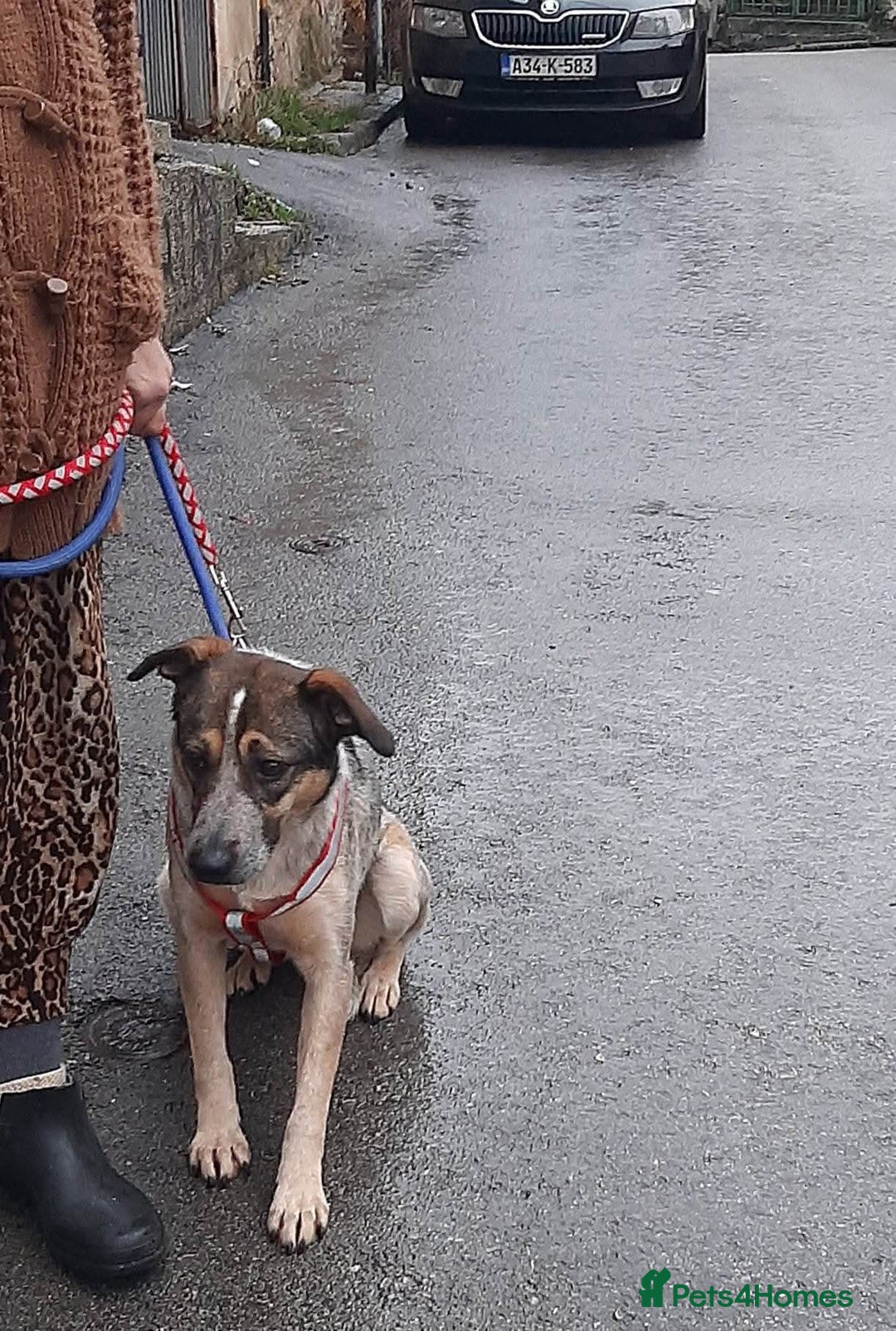 Mixed Breed dogs for adoption: Sweet Cindy 💖 Shy, Clever & Learning to Trust - Advert 17