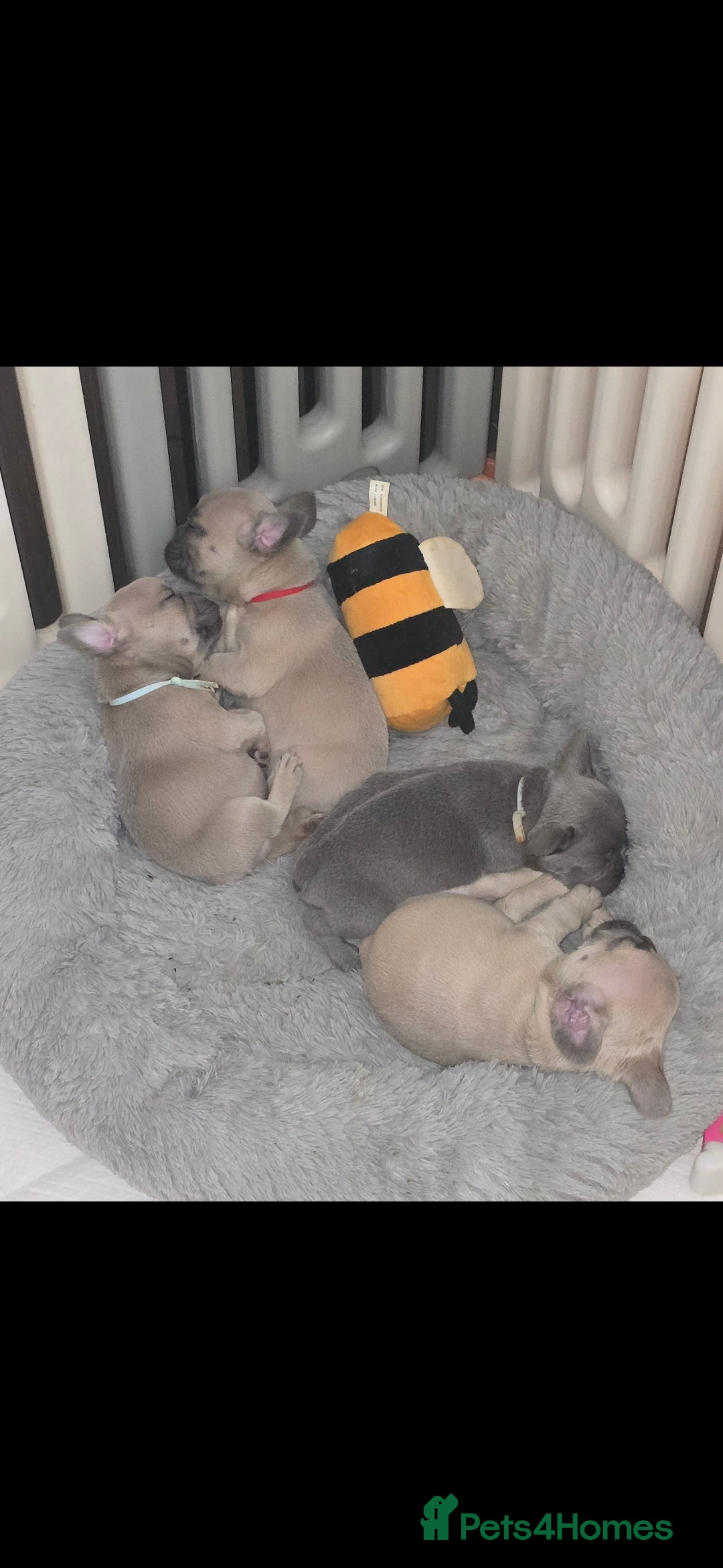 French Bulldog dogs for sale: Beautiful French bulldog puppies - Image 9