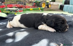 English Springer Spaniel dogs for sale: Gorgeous marked English Springer Spaniel pups  - Image 21