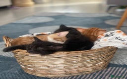 Mixed Breed cats for sale: 🐱 Gorgeous Kittens Looking for a Loving Homes 🏡 - Image 2