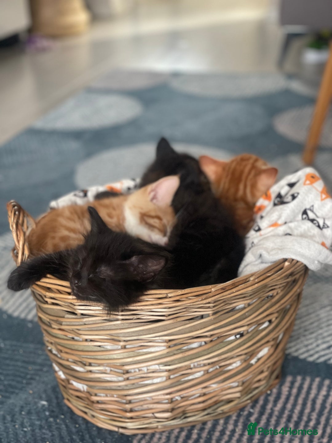 Mixed Breed cats for sale: 🐱 Gorgeous Kittens Looking for a Loving Homes 🏡 - Image 2
