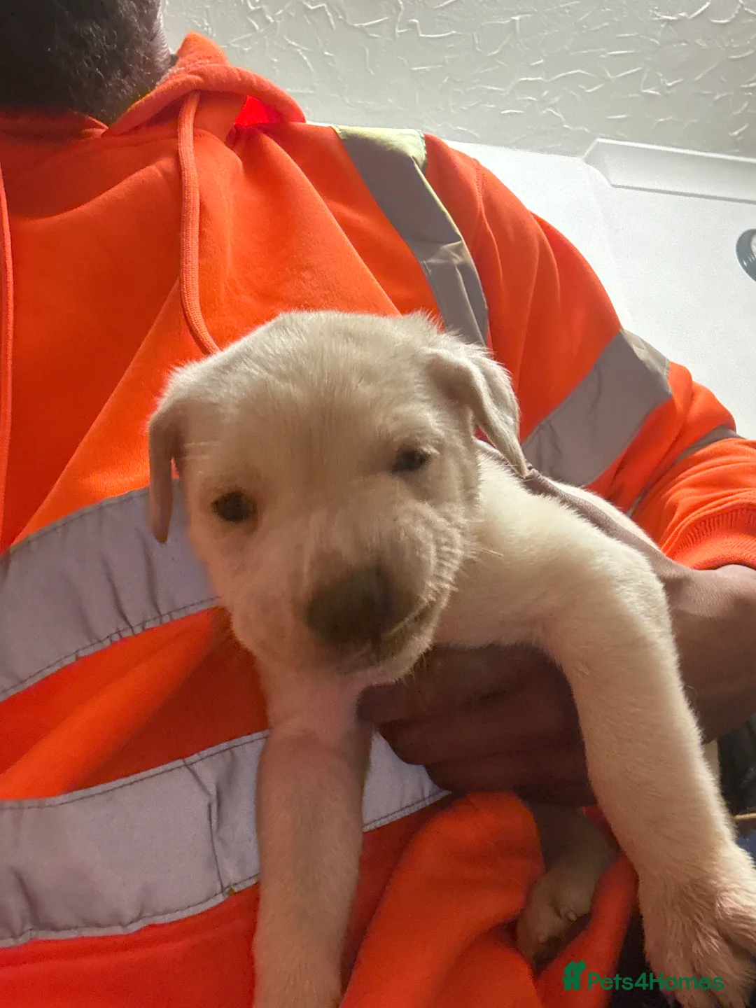 Mixed Breed dogs for sale: Gorgeous puppies  in Thetford - Advert 2