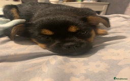 Mixed Breed dogs for sale: Juno  - Image 6