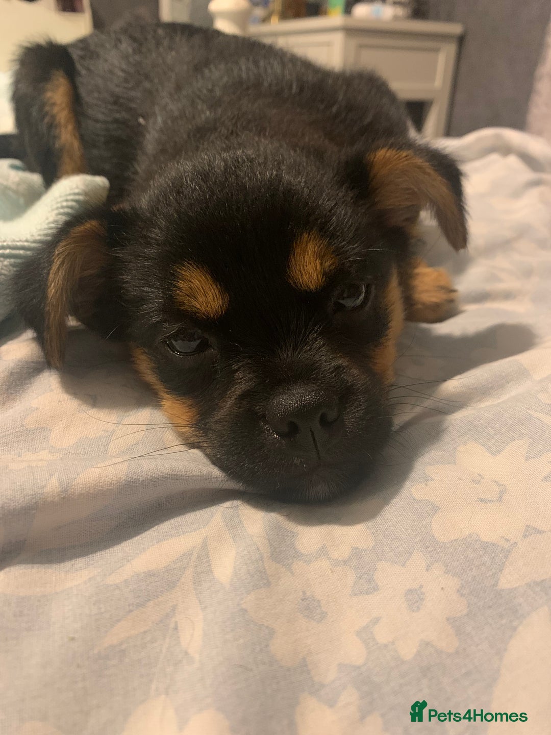Mixed Breed dogs for sale: Juno  - Image 6