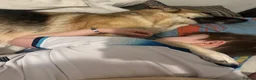 German Shepherd dogs for sale: Beautiful German Shepard Puppies - Advert 3